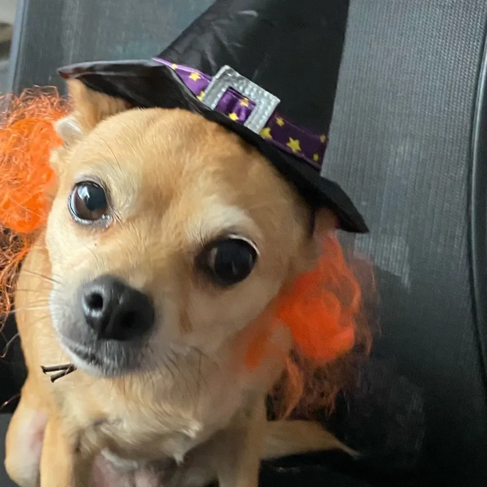 Dog Halloween Witch Hat Costume